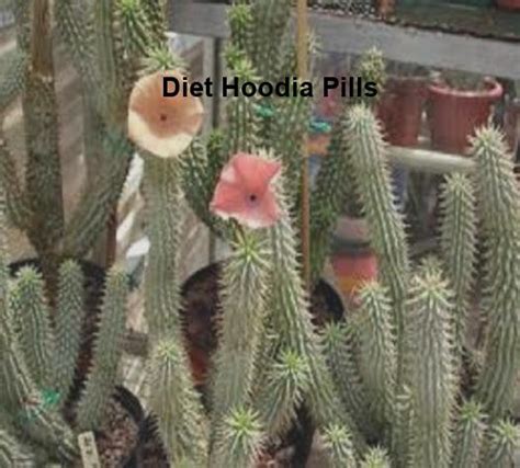 Diet hoodia pills, diet hoodia pills - Pill shop, No prescription | LETSJUSTBECLEAR