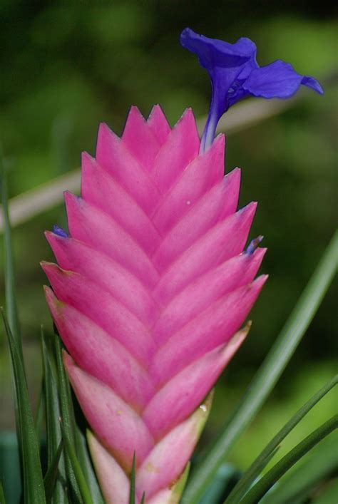 pink bromeliad with purple flower stalks | photocog | Flickr