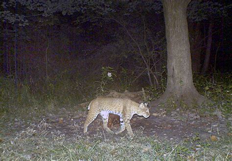 Snap of a shutter confirms bobcat sighting in Boston Heights | cleveland.com