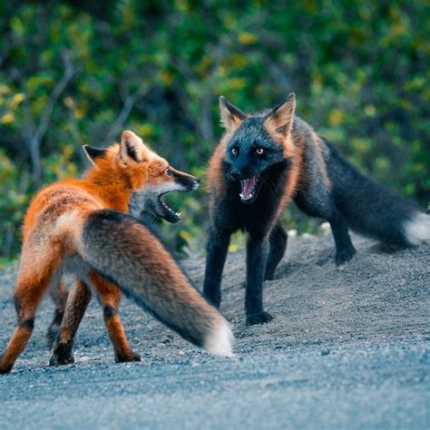 Rare Cross Fox Spotted In The Wild With The Gorgeous Photos To Prove It ...