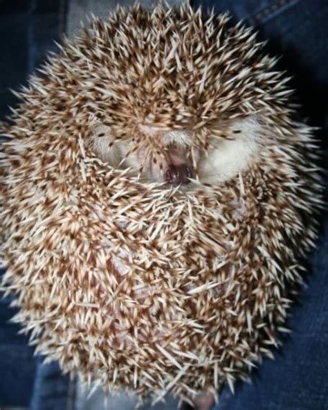 Fun Facts About Pet Hedgehogs - PetHelpful - By fellow animal lovers and experts