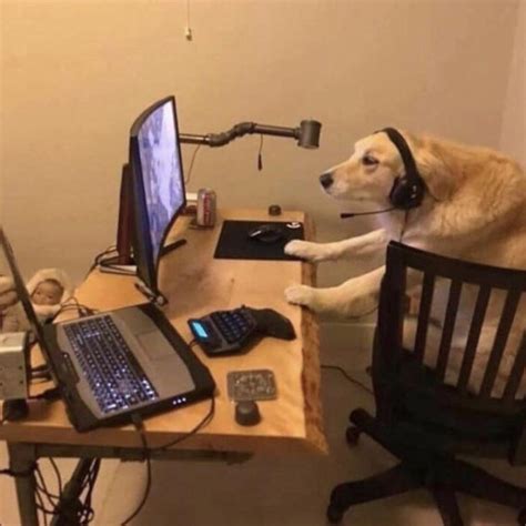 Gamer doggo - Meme Guy