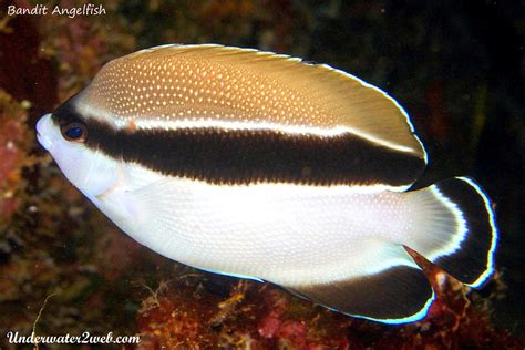 HAWAIIAN REEF FISH IDENTIFICATION – Terry Lilley's Underwater 2 Web