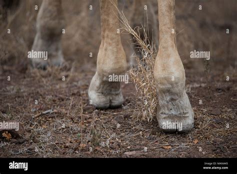 Giraffe Hoof High Resolution Stock Photography and Images - Alamy