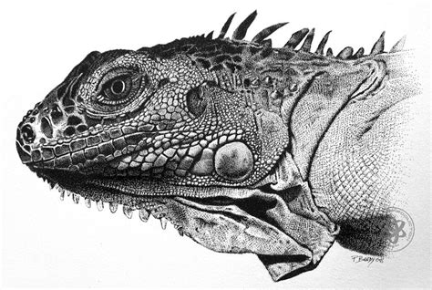 Iguana | Realistic animal drawings, Animal pen, Ink pen drawings