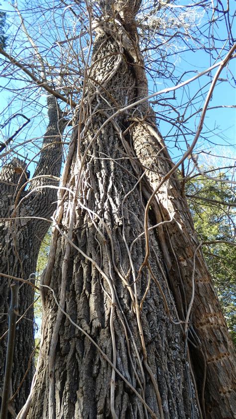 Will Trumpet Vines Damage Trees: Tips For Removing Trumpet Vine On Trees