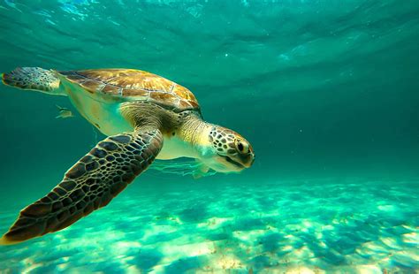 Food Chain Green Sea Turtle Diet