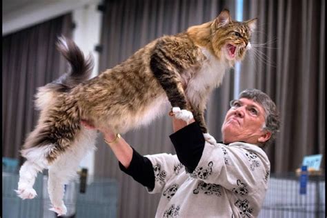 How people train hard on training their pets for the supreme cat show? - Funny Cat Pix