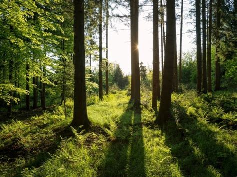 Forests in Pakistan