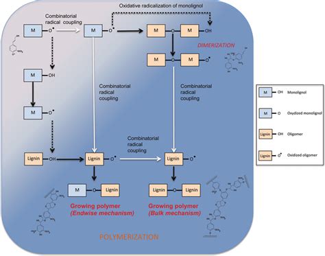 | Mechanism of phenol oxidation and polymerization in the cell wall.... | Download Scientific ...