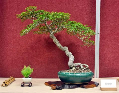 Black Olive Bonsai: Varieties, How to Propagate, and More