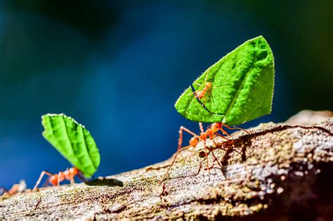 Ants Are Carrying On Leaves In Nature Stock Photo - Download Image Now - iStock