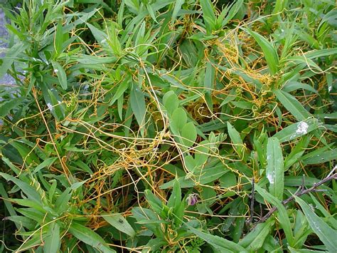 Cuscuta gronovii (common dodder): Go Botany