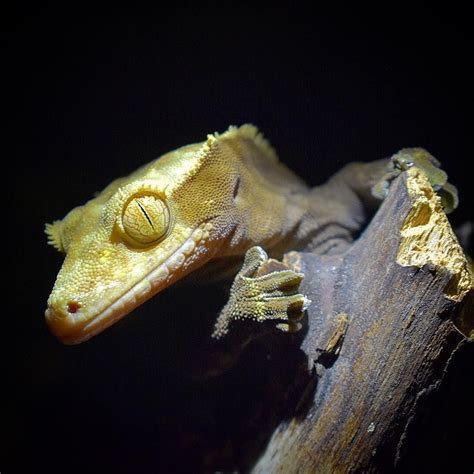 Pin by The Spork Queen on Crested gecko | Crested gecko, Cute lizards, Lizard