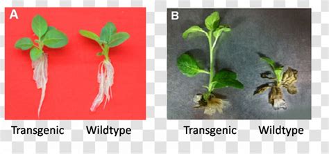 Plant Transgenesis Genetically Modified Crops Organism - Genetics ...