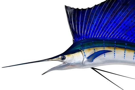 Sailfish Mounts and Replicas Made in America - New Wave Taxidermy