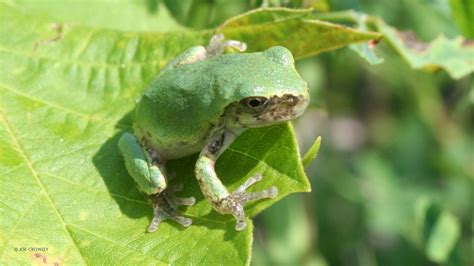 These 5 Animals are Always Wearing Green – Your Connection to Wildlife