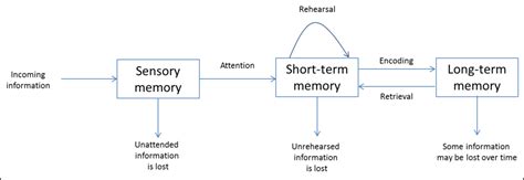 Cognitive Psychology Exam 2 Memory Diagram | Quizlet