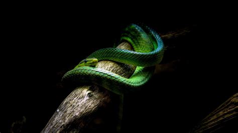 Green Snake Wallpapers - Top Free Green Snake Backgrounds - WallpaperAccess