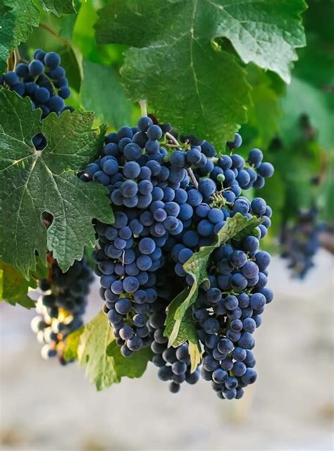 Cabernet Franc - Grapevines Galore