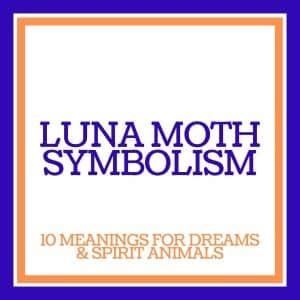 Symbolism of Luna Moths (10 Spirit Animal & Dream Meanings)