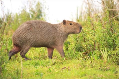 The 10 Most Friendly (Best) Wild Animals in the World