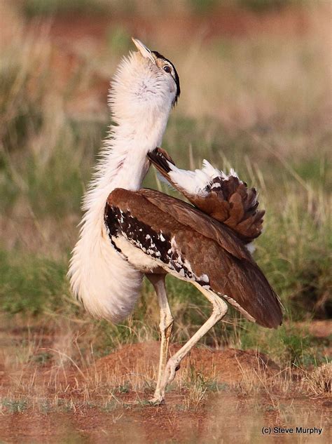 AUSTRALIAN BUSTARD - Ardeotis australis . . . Also Plains Turkey . . . N Australia, S New Guinea ...