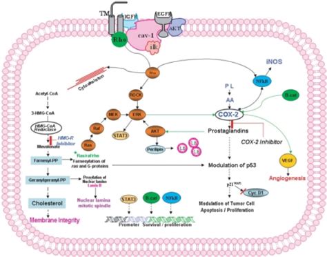 COX-2 and HMG-COA reductase pathway and its associated | Open-i