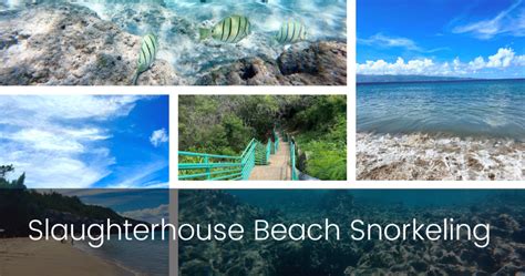 Slaughterhouse Beach Snorkeling | Boss Frog's Hawaii