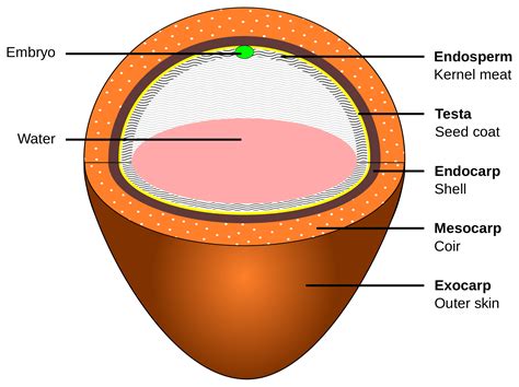 Coconut clipart diagram, Coconut diagram Transparent FREE for download on WebStockReview 2023