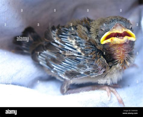 Baby Bird - Starling Stock Photo - Alamy