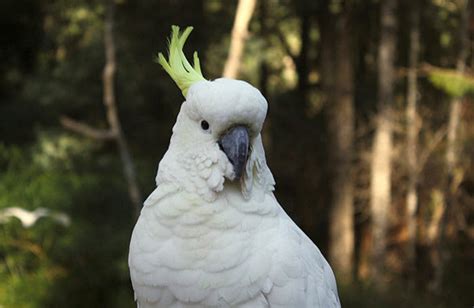 Umbrella Cockatoo (White Cockatoo) Facts, Pet Care, Pictures | Singing ...