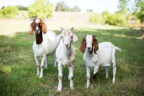 Goat Breeds ~ How to Choose the Best One - Rural Living Today