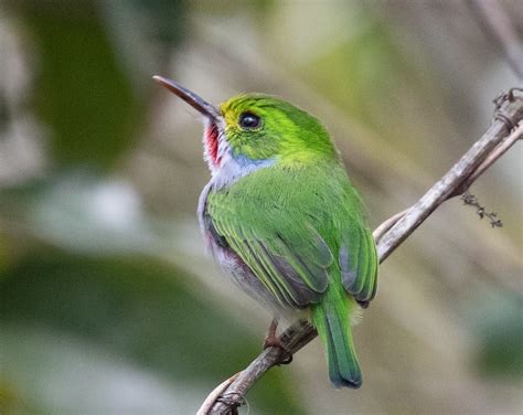 Cuban Tody! » Focusing on Wildlife