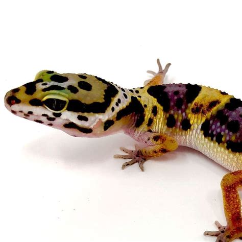 Leopard Gecko Purple