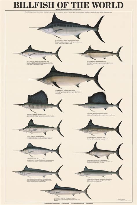 Billfish of the World Poster and Identification Chart – Charting Nature