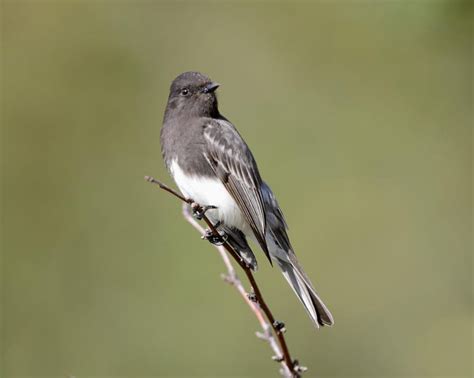 Insectivorous Western birds - Crystal Beach Local News