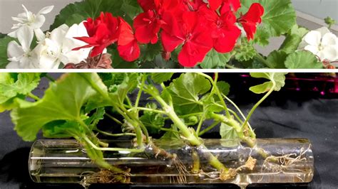 Geranium Plant Cuttings