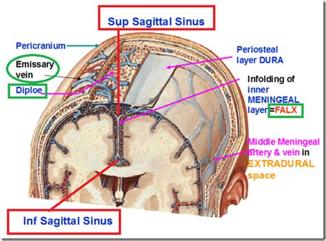 Base of the skull | Medatrio