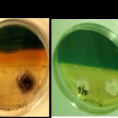 CAS assay-based detection of siderophore production in P. indica ...