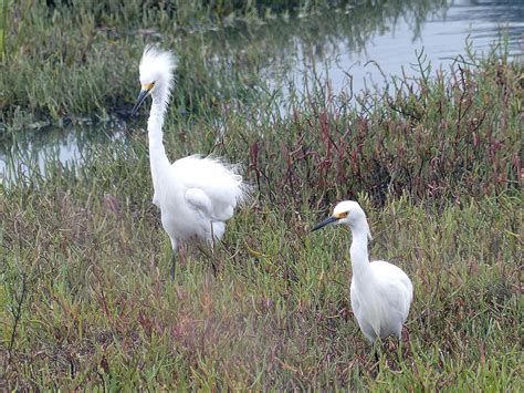 Free picture: snowy, egret, birds, pair, marshland