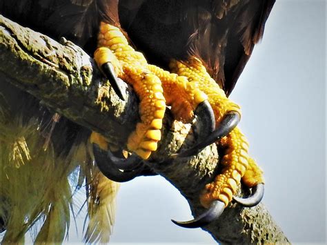 Bald Eagle feet 1 | Mighty talons of the raptor: Bald Eagle … | Flickr