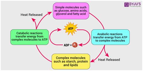 What Is Metabolism? - Definition, Types, Process