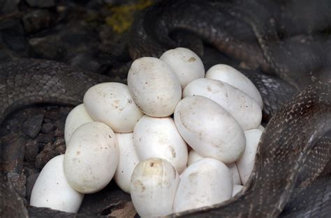 The moment of hatching the first egg of a newborn king cobra that has ...