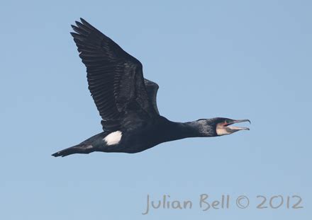 Great Cormorant migration past Skogsøy, Øygarden, near Bergen, Norway