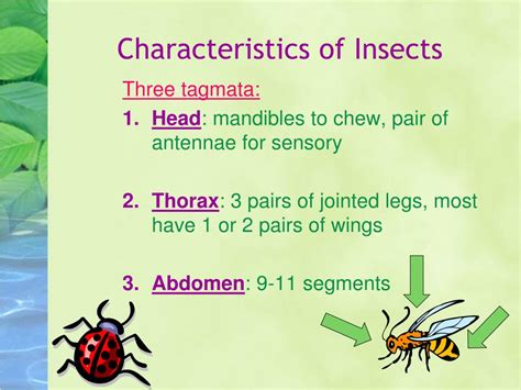 PPT - Insects PowerPoint Presentation, free download - ID:6838857