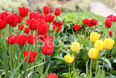 Tulip Garden Stock Photo | Royalty-Free | FreeImages