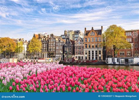 Amsterdam Netherlands Spring Tulip Flower Stock Image - Image of europe ...