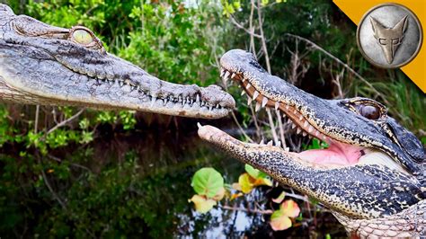 Are Crocodiles More Aggressive Than Alligators? The 19 Top Answers - Chambazone.com