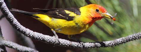 Western Tanager - American Bird Conservancy